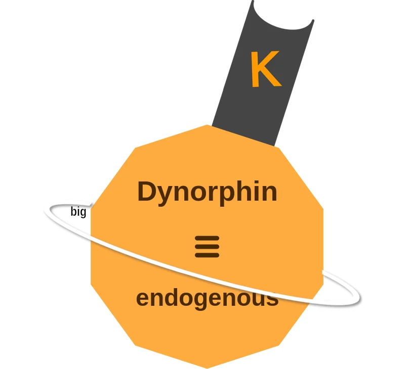 Dynorphin ballicule: receptor binding, kinetics and half-life diagram