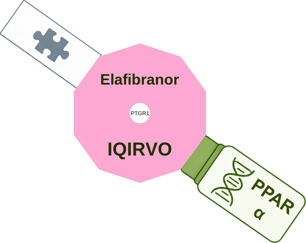Elafibranor ballicule: receptor binding, kinetics and half-life diagram