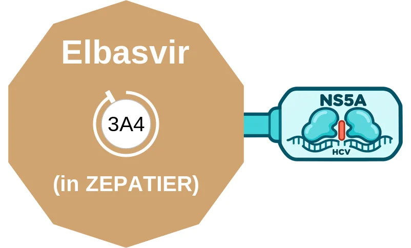 Elbasvir ballicule: receptor binding, kinetics and half-life diagram