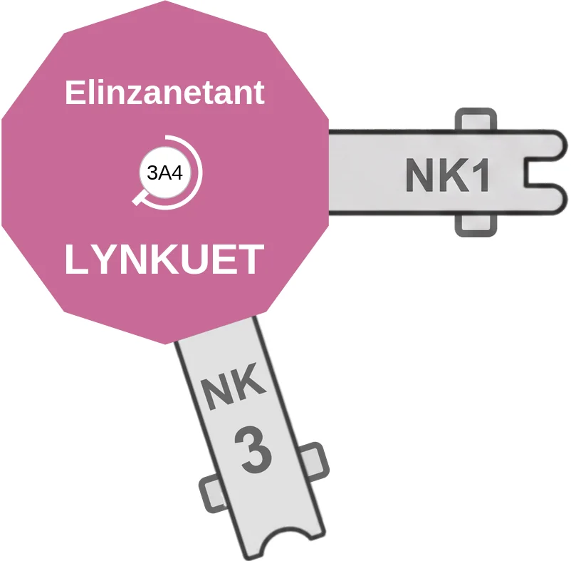Elinzanetant ballicule: receptor binding, kinetics and half-life diagram