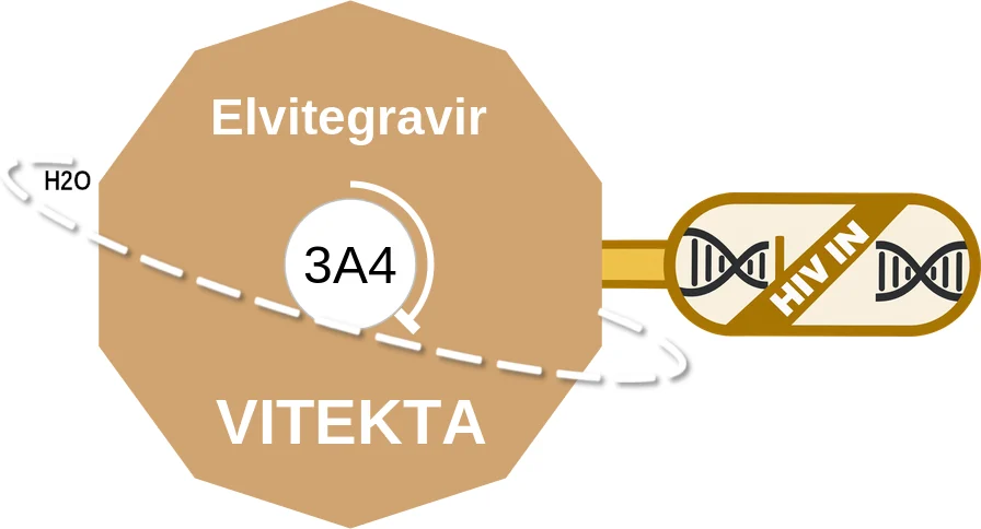 Elvitegravir ballicule: receptor binding, kinetics and half-life diagram