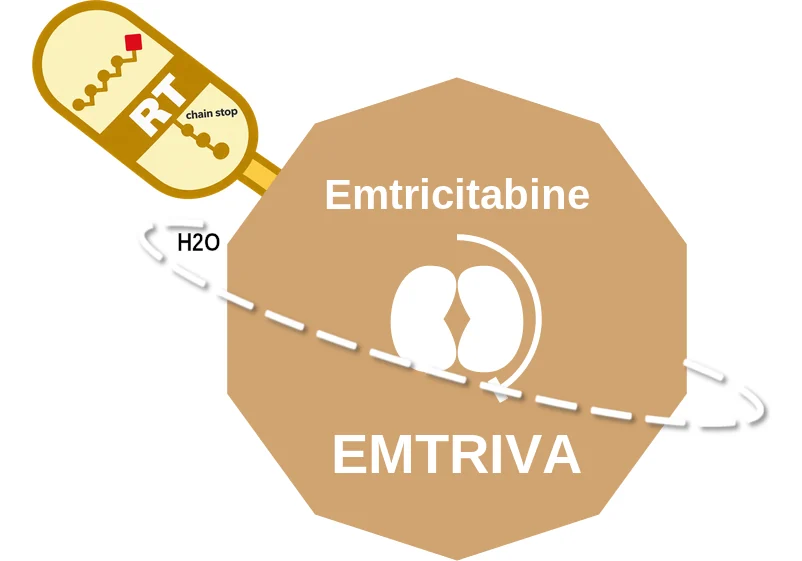 Emtricitabine ballicule: receptor binding, kinetics and half-life diagram