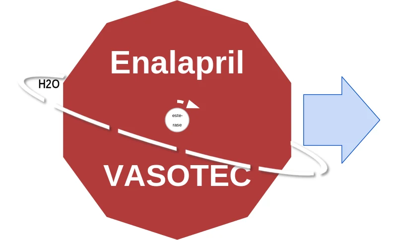 Enalapril ballicule: receptor binding, kinetics and half-life diagram