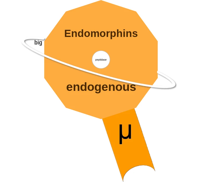Endomorphins ballicule: receptor binding, kinetics and half-life diagram