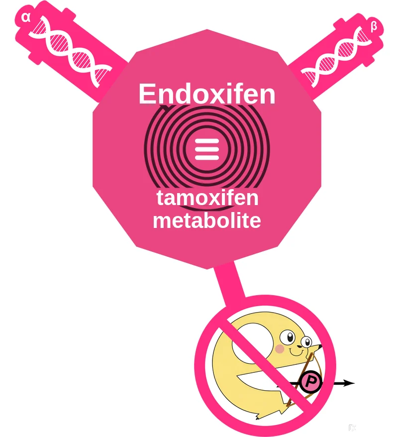 Endoxifen ballicule: receptor binding, kinetics and half-life diagram