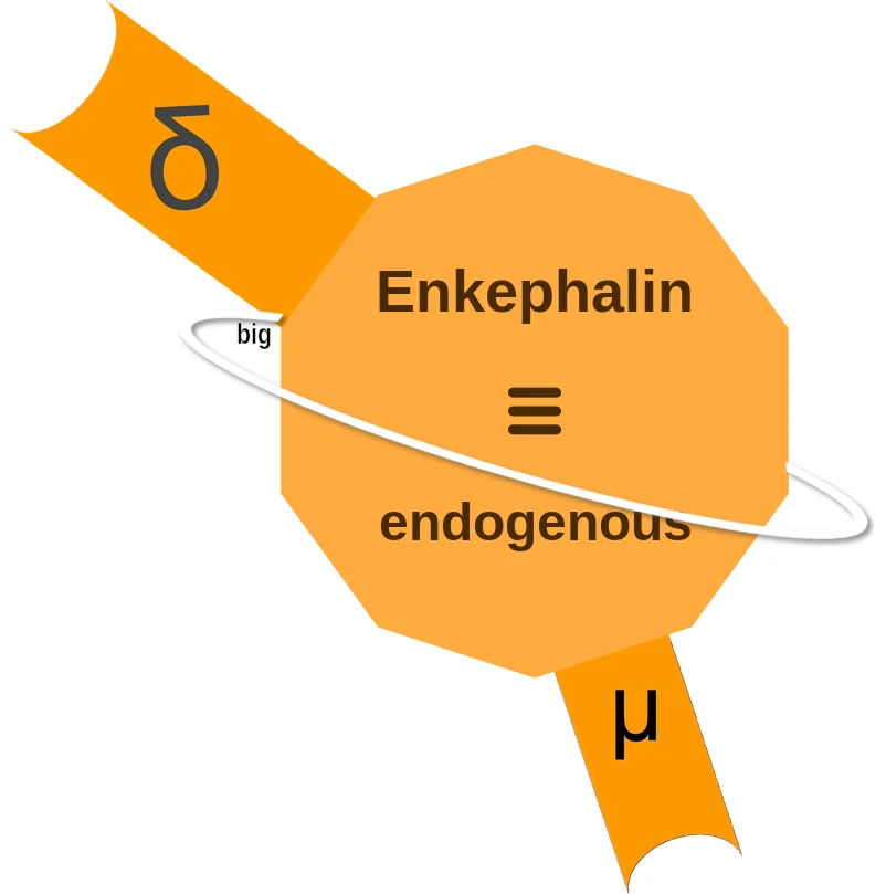 Enkephalin ballicule: receptor binding, kinetics and half-life diagram