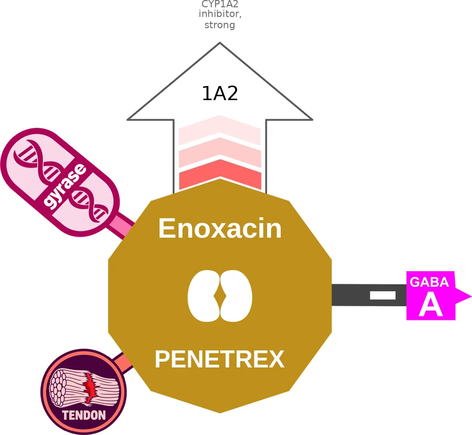 Enoxacin ballicule: receptor binding, kinetics and half-life diagram