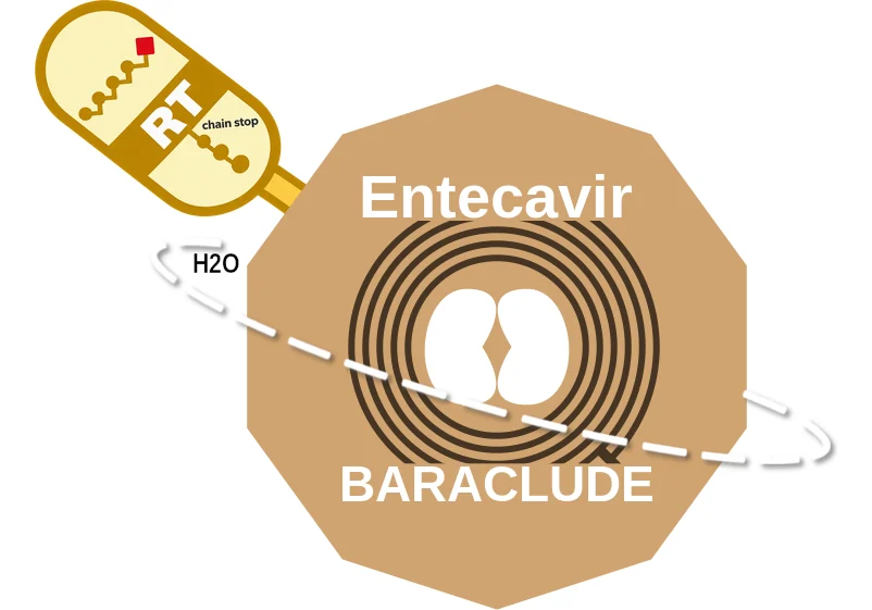 Entecavir ballicule: receptor binding, kinetics and half-life diagram