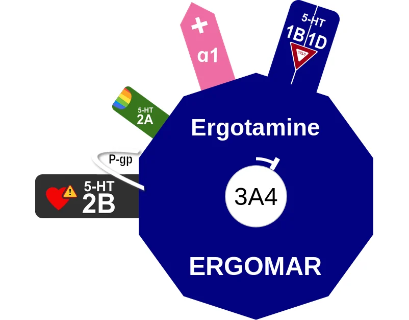 Ergotamine ballicule: receptor binding, kinetics and half-life diagram