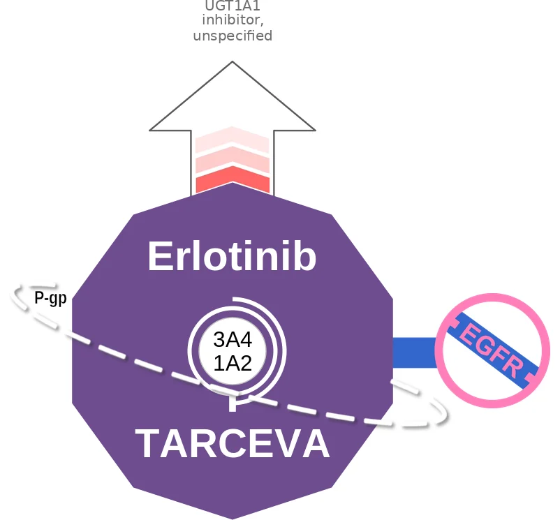 Erlotinib ballicule: receptor binding, kinetics and half-life diagram