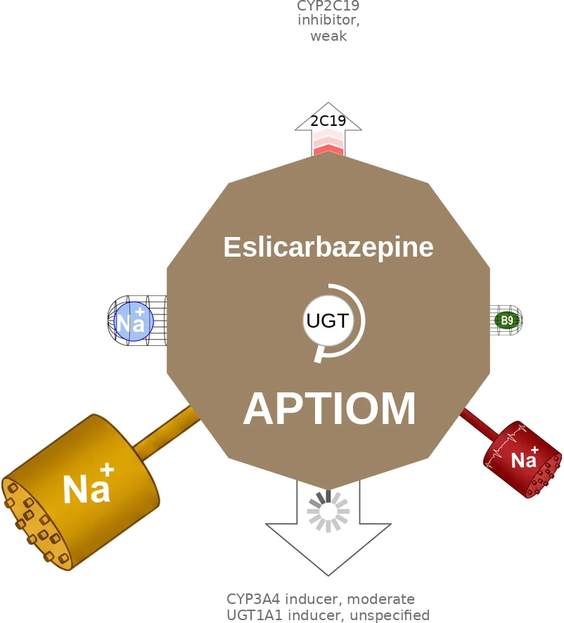 Eslicarbazepine ballicule: receptor binding, kinetics and half-life diagram