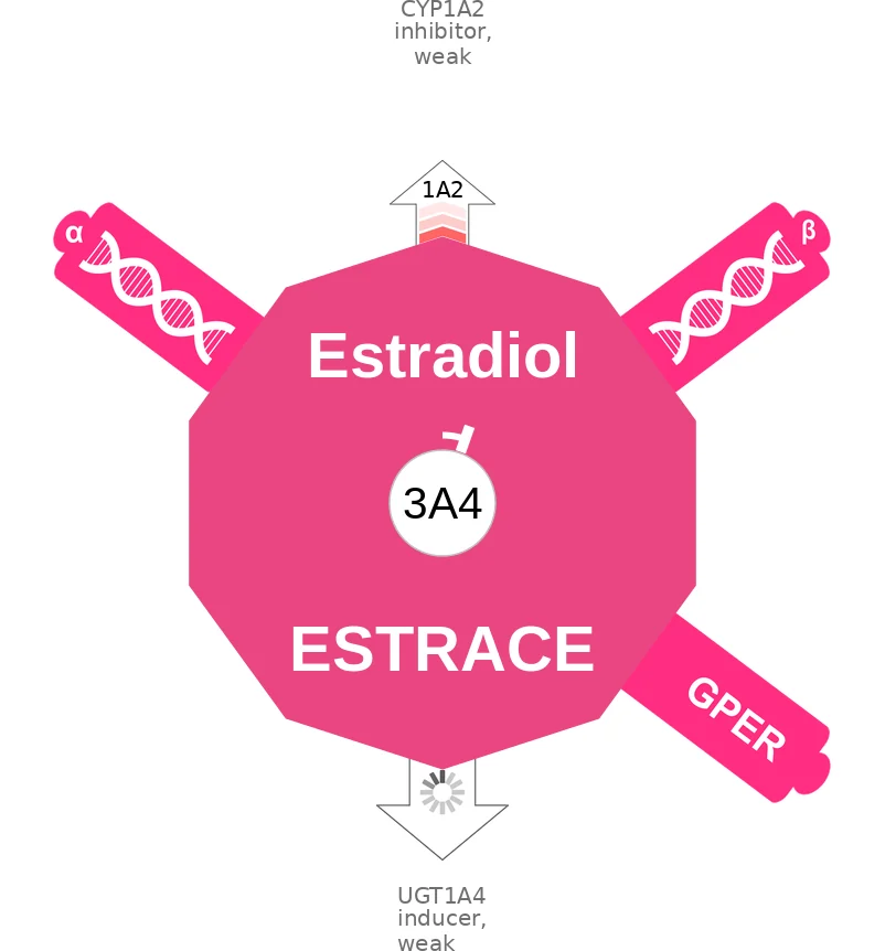 Estradiol ballicule: receptor binding, kinetics and half-life diagram