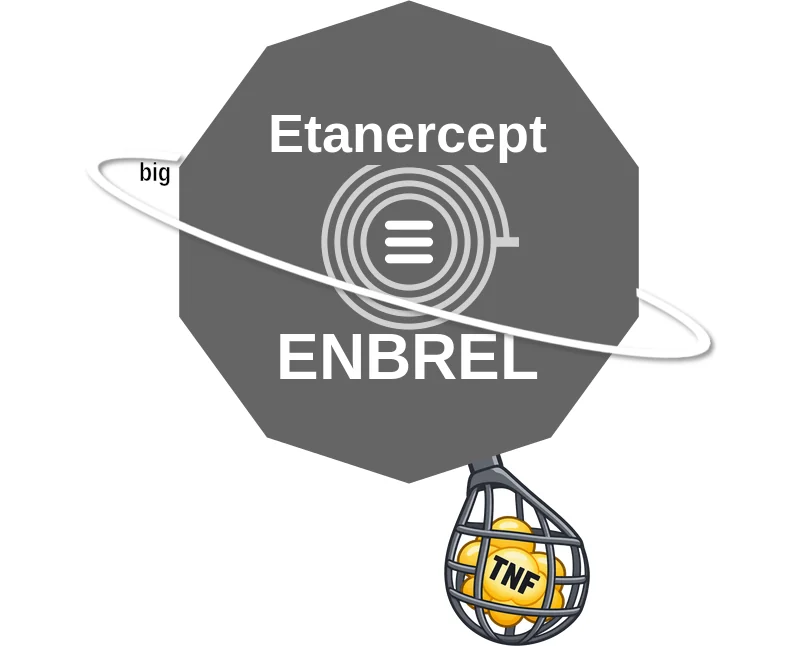Etanercept ballicule: receptor binding, kinetics and half-life diagram