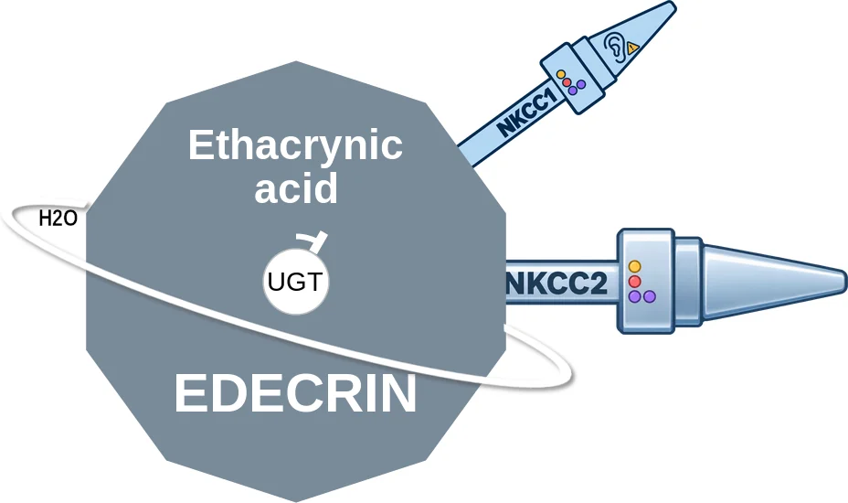 Ethacrynic acid ballicule: receptor binding, kinetics and half-life diagram