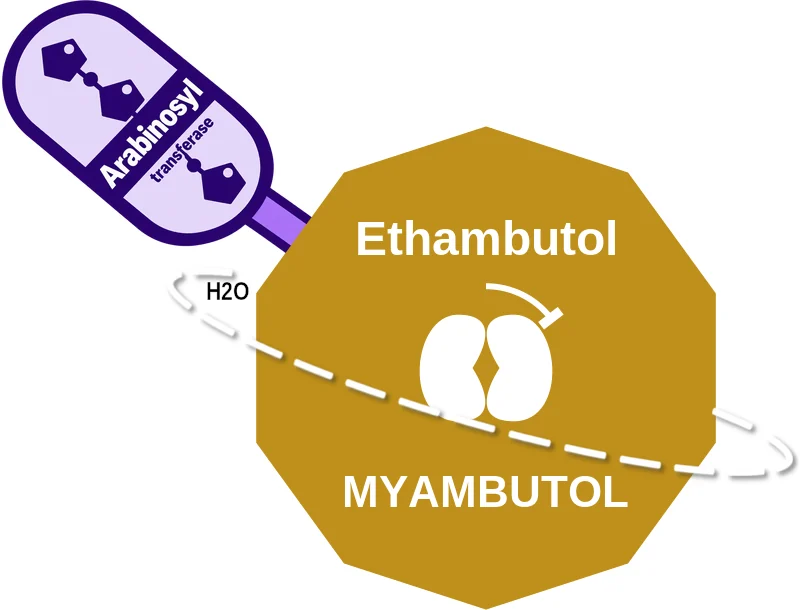 Ethambutol ballicule: receptor binding, kinetics and half-life diagram