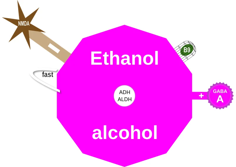 Ethanol ballicule: receptor binding, kinetics and half-life diagram