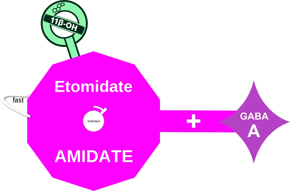 Etomidate ballicule: receptor binding, kinetics and half-life diagram