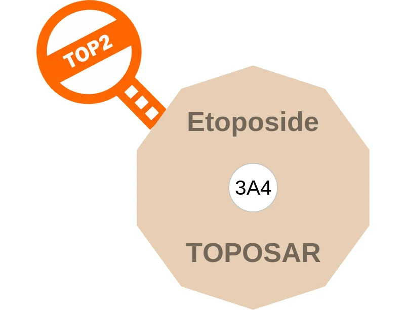 Etoposide ballicule: receptor binding, kinetics and half-life diagram