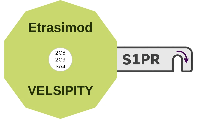 Etrasimod ballicule: receptor binding, kinetics and half-life diagram