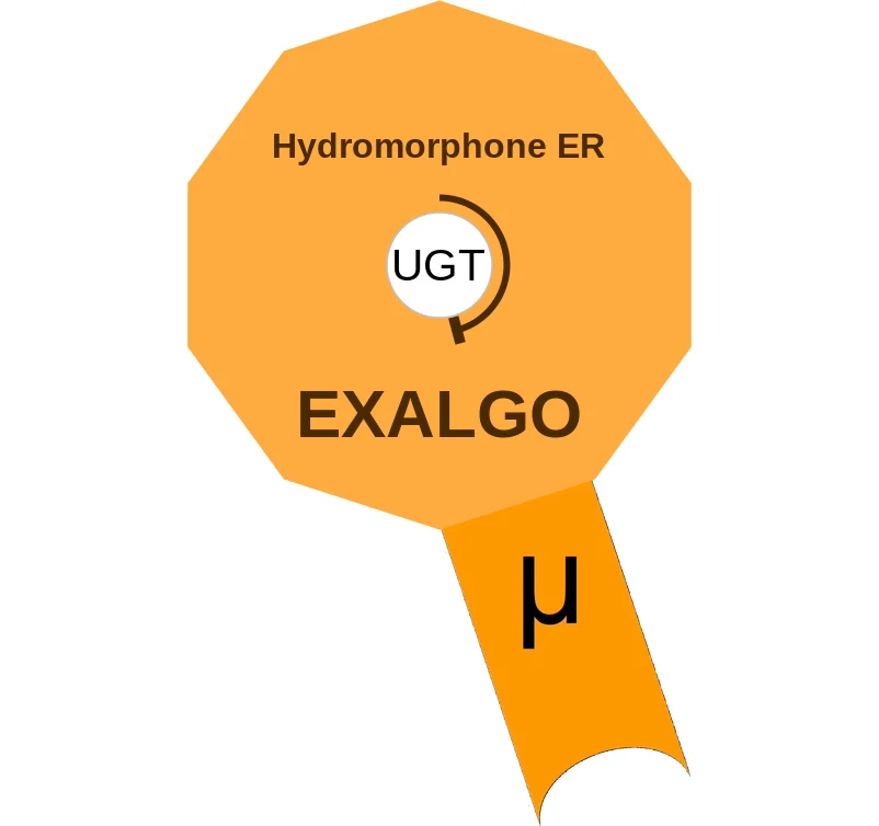 Hydromorphone ER ballicule: receptor binding, kinetics and half-life diagram