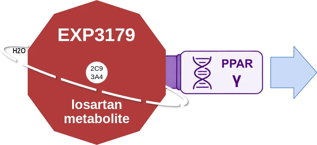 EXP3179 ballicule: receptor binding, kinetics and half-life diagram