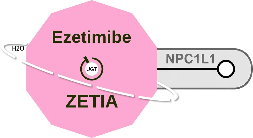 Ezetimibe ballicule: receptor binding, kinetics and half-life diagram