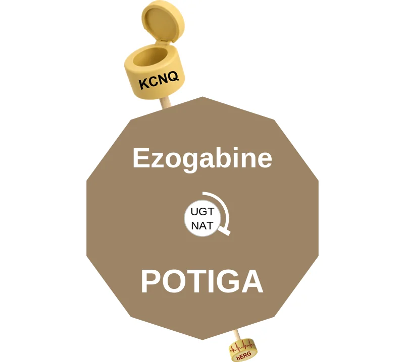 Ezogabine ballicule: receptor binding, kinetics and half-life diagram