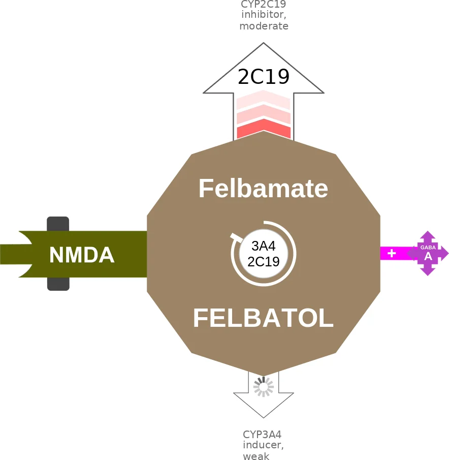 Felbamate ballicule: receptor binding, kinetics and half-life diagram