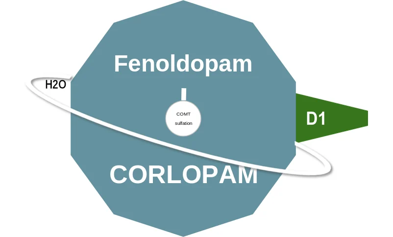 Fenoldopam ballicule: receptor binding, kinetics and half-life diagram