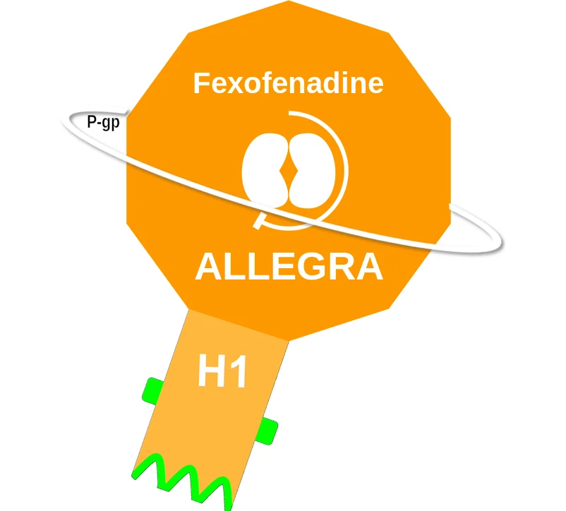 Fexofenadine ballicule: receptor binding, kinetics and half-life diagram