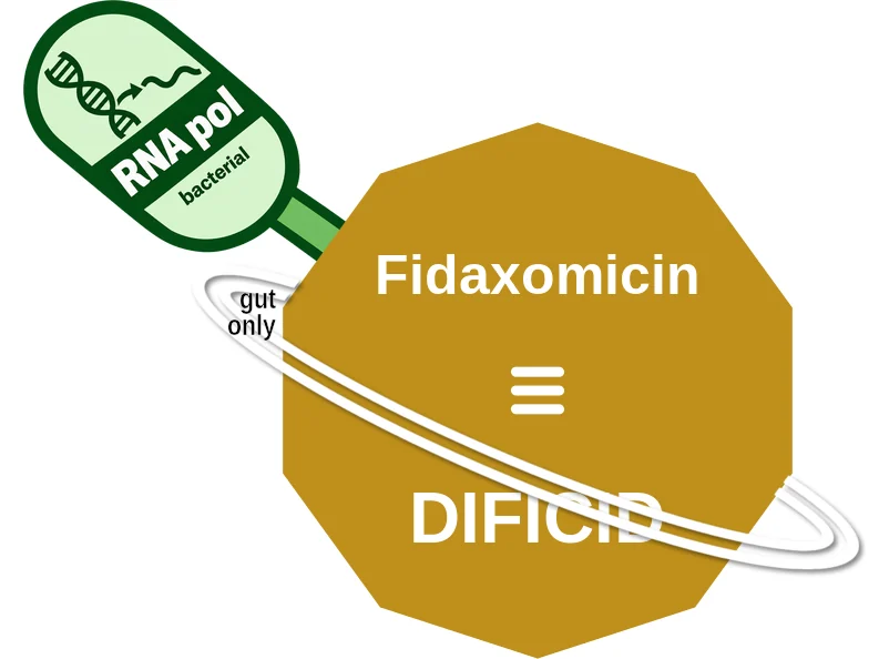 Fidaxomicin ballicule: receptor binding, kinetics and half-life diagram