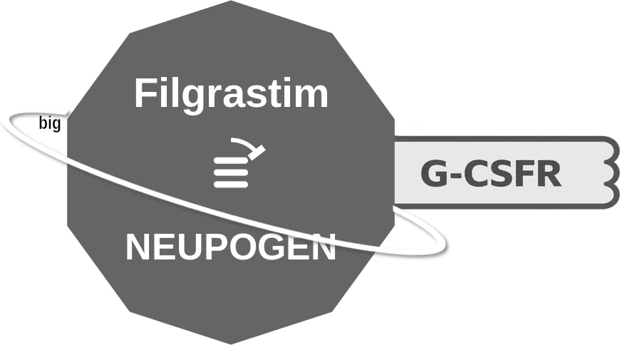Filgrastim ballicule: receptor binding, kinetics and half-life diagram