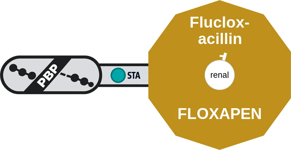 Flucloxacillin ballicule: receptor binding, kinetics and half-life diagram