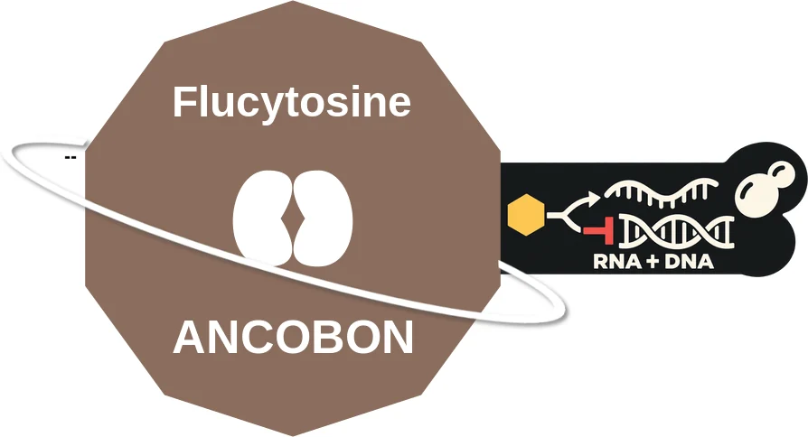 Flucytosine ballicule: receptor binding, kinetics and half-life diagram