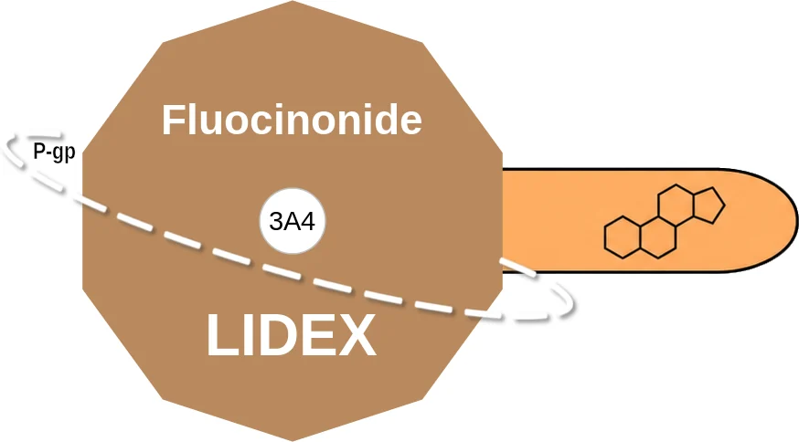 Fluocinonide ballicule: receptor binding, kinetics and half-life diagram