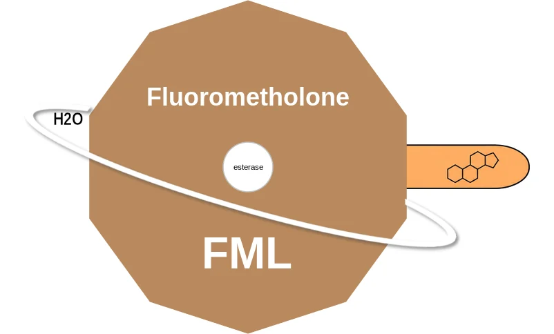 Fluorometholone ballicule: receptor binding, kinetics and half-life diagram