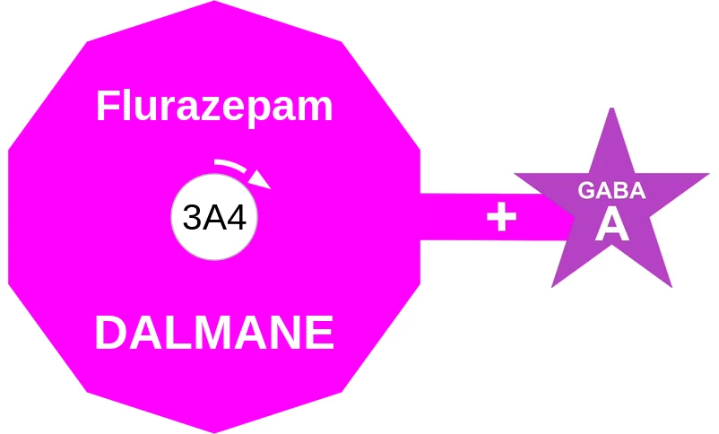 Flurazepam ballicule: receptor binding, kinetics and half-life diagram