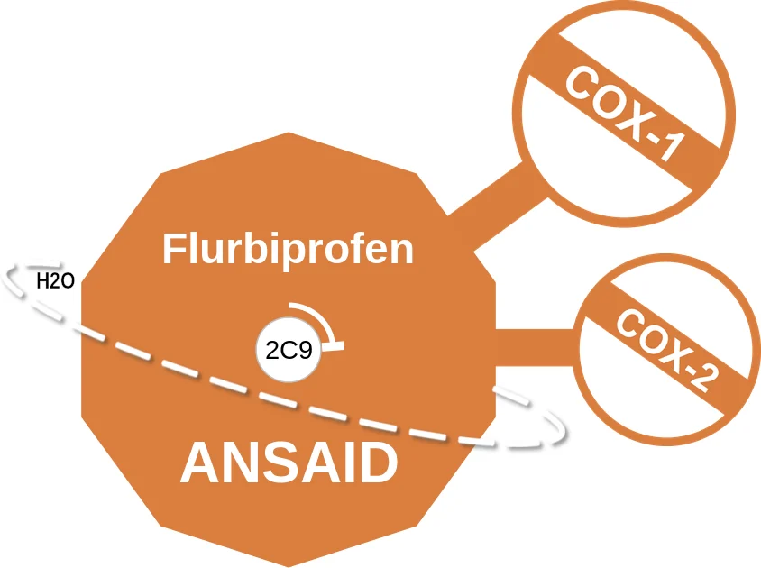 Flurbiprofen ballicule: receptor binding, kinetics and half-life diagram