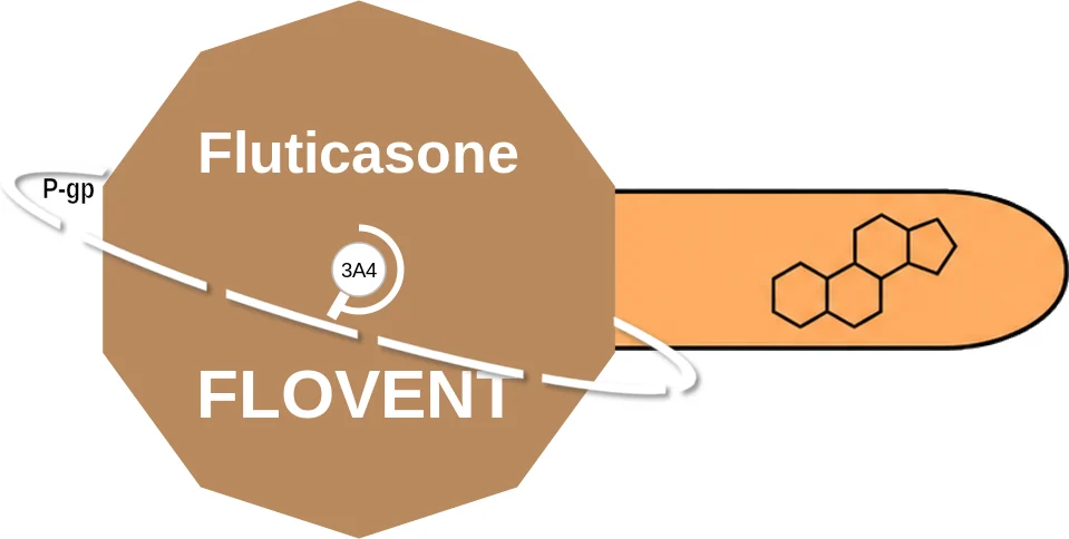 Fluticasone ballicule: receptor binding, kinetics and half-life diagram