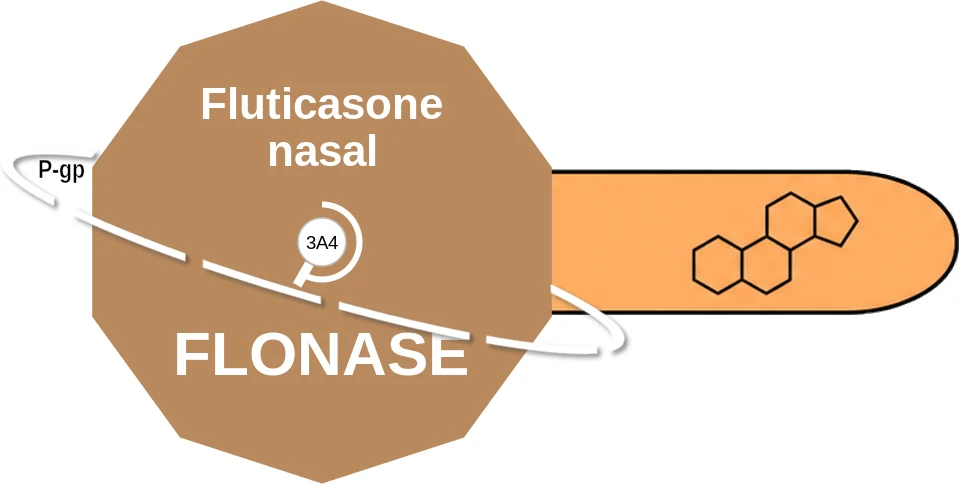 Fluticasone nasal ballicule: receptor binding, kinetics and half-life diagram