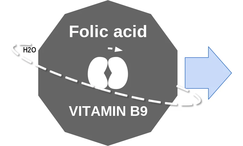 Folic acid ballicule: receptor binding, kinetics and half-life diagram