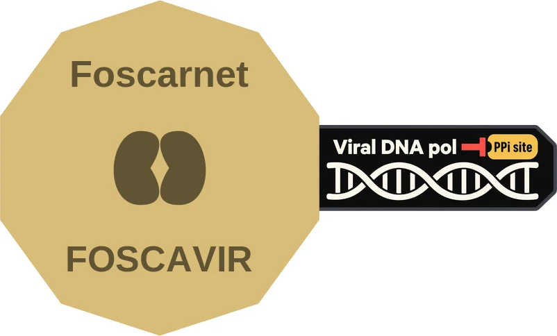 Foscarnet ballicule: receptor binding, kinetics and half-life diagram