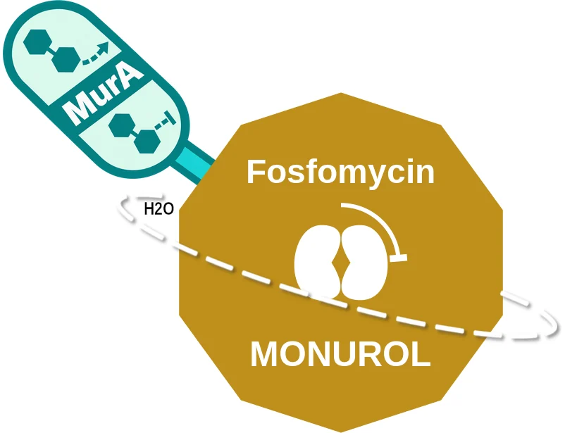 Fosfomycin ballicule: receptor binding, kinetics and half-life diagram