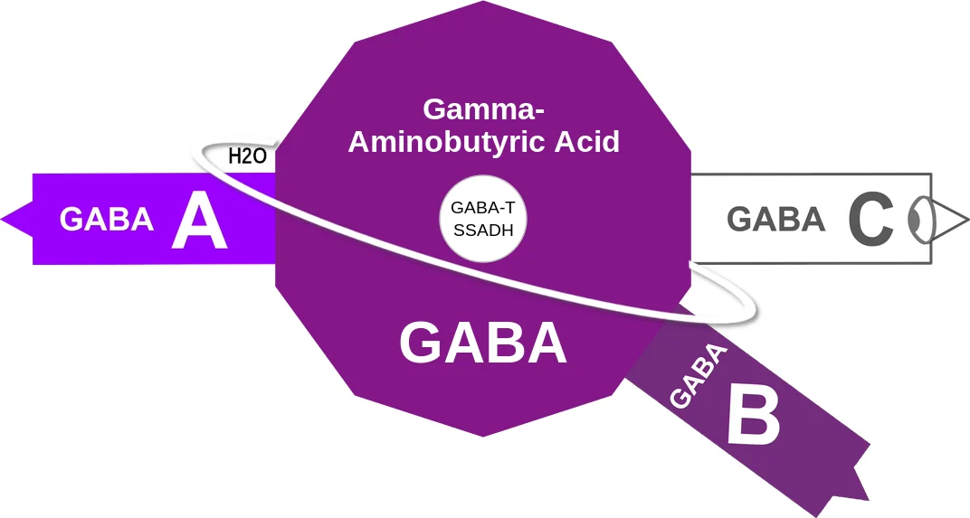 Gamma-Aminobutyric Acid ballicule: receptor binding, kinetics and half-life diagram