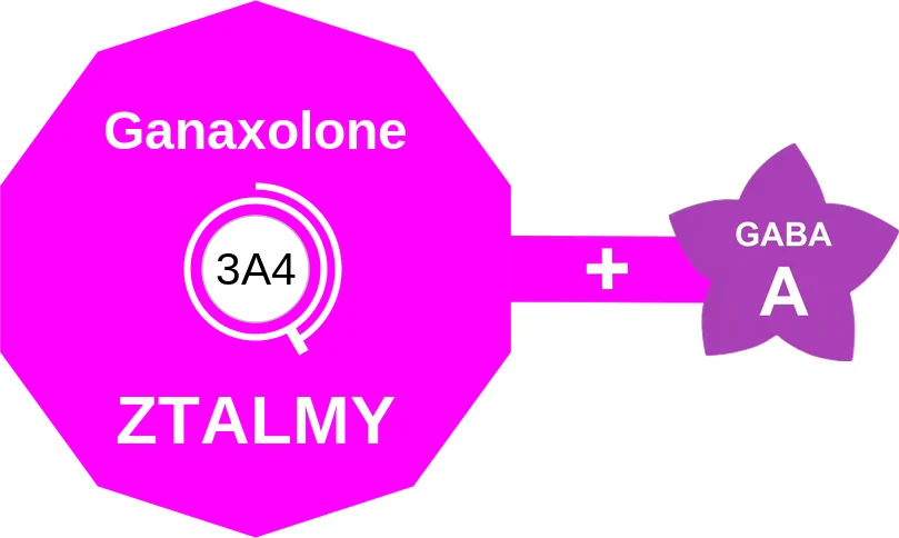 Ganaxolone ballicule: receptor binding, kinetics and half-life diagram