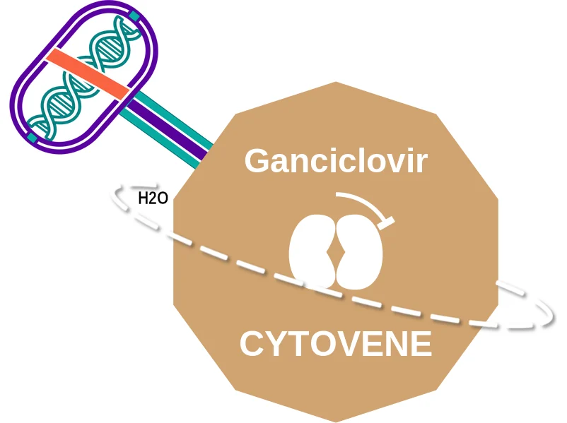 Ganciclovir ballicule: receptor binding, kinetics and half-life diagram