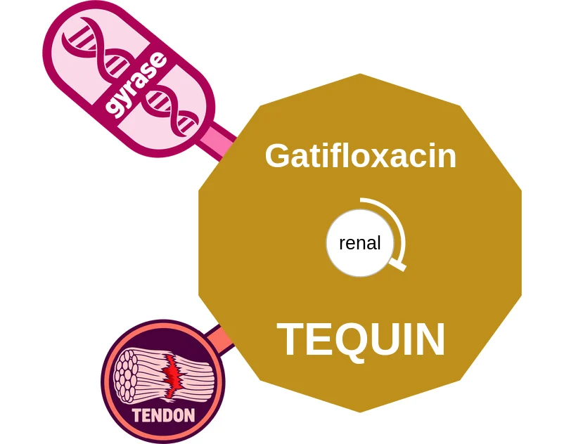 Gatifloxacin ballicule: receptor binding, kinetics and half-life diagram