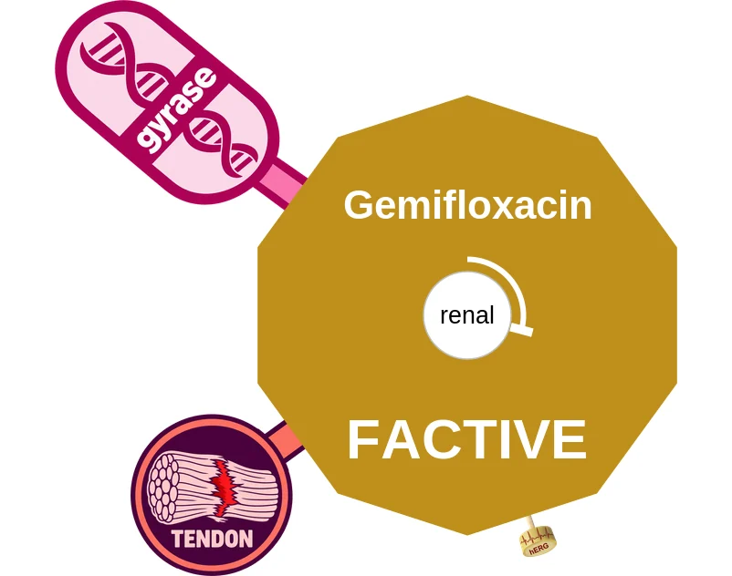 Gemifloxacin ballicule: receptor binding, kinetics and half-life diagram