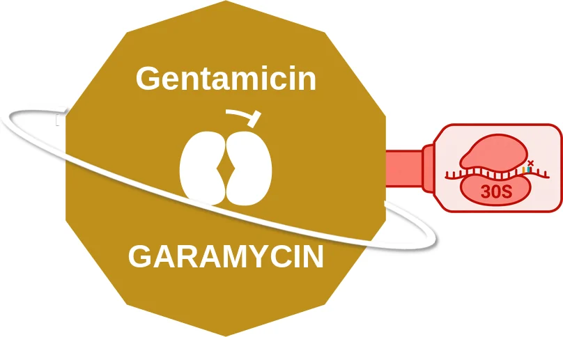 Gentamicin ballicule: receptor binding, kinetics and half-life diagram