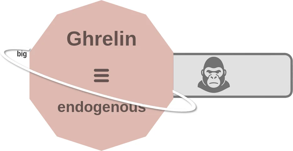 Ghrelin ballicule: receptor binding, kinetics and half-life diagram